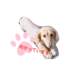 使いやすい敬語☆（個別スタンプ：25）