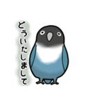 インコちゃんたちの日常会話（個別スタンプ：12）