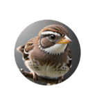 スズメ sparrow（個別スタンプ：6）