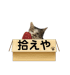 にゃあのすたんぷ（どろぼう柄ねこ）（個別スタンプ：22）