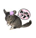 うさぎ＆チンチラの日常用語スタンプ（個別スタンプ：1）