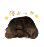 うさぎ＆チンチラの日常用語スタンプ（個別スタンプ：6）