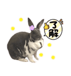 うさぎ＆チンチラの日常用語スタンプ（個別スタンプ：7）