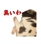 うさぎ＆チンチラの日常用語スタンプ（個別スタンプ：9）