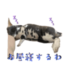 うさぎ＆チンチラの日常用語スタンプ（個別スタンプ：13）