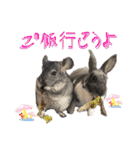 うさぎ＆チンチラの日常用語スタンプ（個別スタンプ：17）
