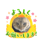 黒柴犬のゆきちゃんとにゃおじいの仲間たち（個別スタンプ：7）