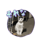 黒柴犬のゆきちゃんとにゃおじいの仲間たち（個別スタンプ：9）