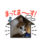 黒柴犬のゆきちゃんとにゃおじいの仲間たち（個別スタンプ：14）