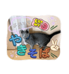 russianblue❤グリの部屋へようこそ4（個別スタンプ：9）