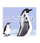 真冬のペンギン＊毎日使える大人スタンプ（個別スタンプ：6）