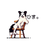 ドット絵 ボーダーコリー 日常会話 40種（個別スタンプ：34）