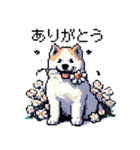 ドット絵 秋田犬 日常会話 40種（個別スタンプ：1）