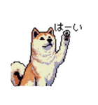 ドット絵 秋田犬 日常会話 40種（個別スタンプ：9）