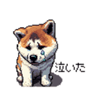 ドット絵 秋田犬 日常会話 40種（個別スタンプ：12）