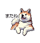 ドット絵 秋田犬 日常会話 40種（個別スタンプ：20）