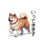 ドット絵 秋田犬 日常会話 40種（個別スタンプ：24）