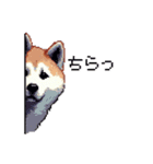 ドット絵 秋田犬 日常会話 40種（個別スタンプ：26）