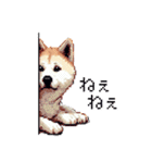 ドット絵 秋田犬 日常会話 40種（個別スタンプ：31）