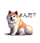 ドット絵 秋田犬 日常会話 40種（個別スタンプ：34）