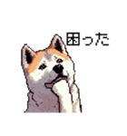 ドット絵 秋田犬 日常会話 40種（個別スタンプ：35）