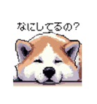 ドット絵 秋田犬 日常会話 40種（個別スタンプ：39）