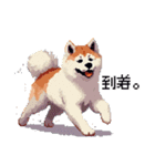 ドット絵 秋田犬 日常会話 40種（個別スタンプ：40）