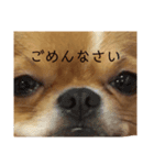 ラララあにょはん（個別スタンプ：4）