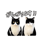 【日本ネコスク】応援してる！（個別スタンプ：3）