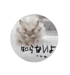 もじゃくんのいちにち（個別スタンプ：13）