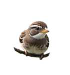 スズメ sparrow.（個別スタンプ：6）