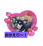 #チワワ#ここちゃんの挨拶（個別スタンプ：1）