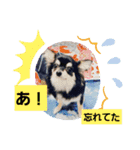 #チワワ#ここちゃんの挨拶（個別スタンプ：4）