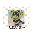 #チワワ#ここちゃんの挨拶（個別スタンプ：6）
