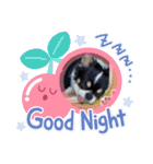 #チワワ#ここちゃんの挨拶（個別スタンプ：8）