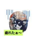 #チワワ#ここちゃんの挨拶（個別スタンプ：9）