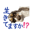 アメリカンコッカースパニエル③（個別スタンプ：29）