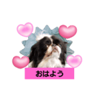 狆犬 藤子（個別スタンプ：1）