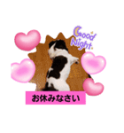 狆犬 藤子（個別スタンプ：2）