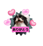 狆犬 藤子（個別スタンプ：4）