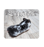 ククのいちにち（個別スタンプ：8）