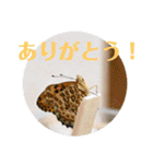 nanda 虫さん（個別スタンプ：5）