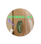 nanda 虫さん（個別スタンプ：11）