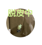 nanda 虫さん（個別スタンプ：29）