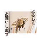 nanda 虫さん（個別スタンプ：31）
