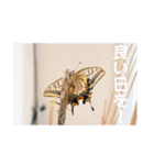 nanda 虫さん（個別スタンプ：37）