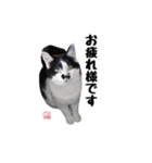 風鈴茶屋ママLINEスタンプ（個別スタンプ：7）