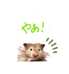 ぼんじりのまったり日記（個別スタンプ：1）