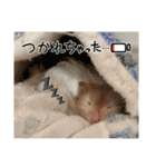ぼんじりのまったり日記（個別スタンプ：16）