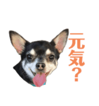ポン太とココアとクー（個別スタンプ：14）